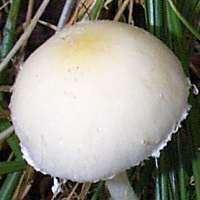 Cap of Psathyrella candonleana