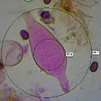 Psathyrella laevissima - Slender Stump Brittlestem - view of stem