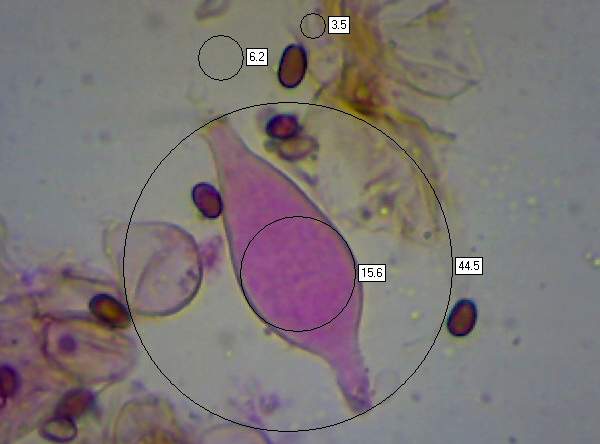pleurocystidium
