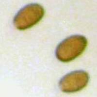 Spores of Psathyrella laevissima