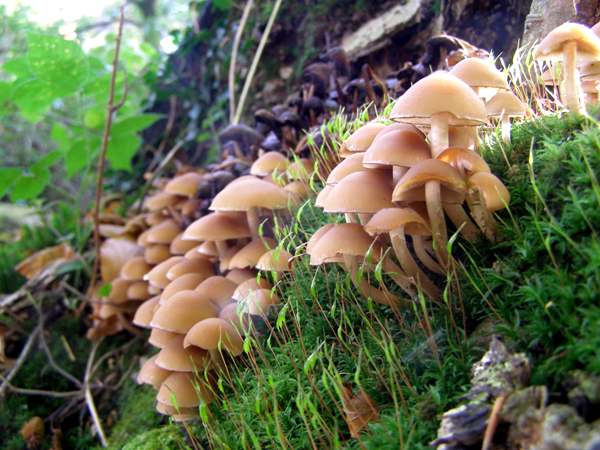 Psathyrella piluliformis - Common Stump Brittlestem, BVute, Hampshire, England
