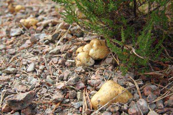 Rhizopogon luteolus, northern Scotland
