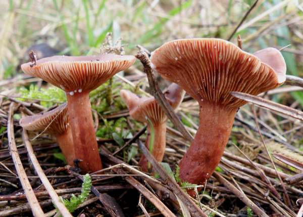 Lactarius camphoratus - Curry Milkcap in pine woodland 