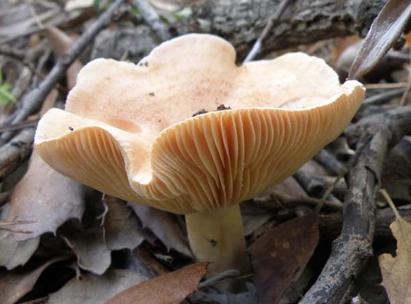Lactarius chrysorrheus - Yellowdrop milkcap