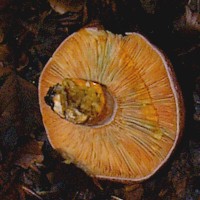 Gills of Lactarius deliciosus - Saffron Milkcap 