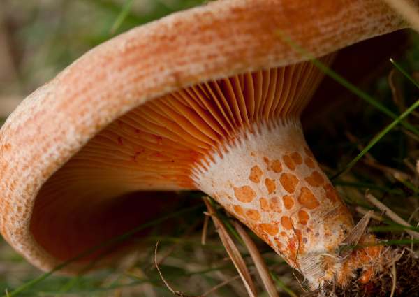 Lactarius deliciosus - Saffron Milkcap, Hampshire, England