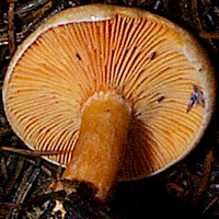 Gills and stem of Lactarius deterrimus - False Saffron Milkcap