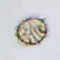 Spore, Lactarius pyrogalus