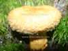 Lactarius repraesentaneus, Yellow Bearded Milkcap