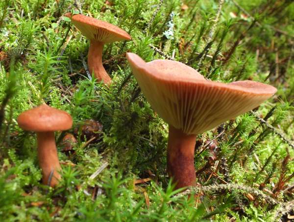 Lactarius rufus - the Rufous Milkcap, in spruce woodland, West Wales 
