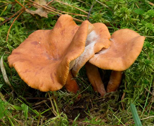 Lactarius rufus - the Rufous Milkcap, in the New Forest, Hampshire UK