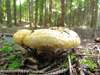 Lactarius scrobiculatus