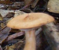 Cap of Lactarius subdulcis