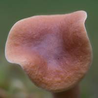 Cap of Lactarius tabidus