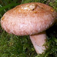 Cap of Lactarius torminosus - Woolly Milkcap