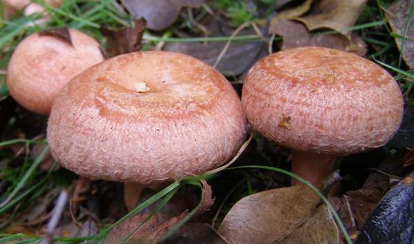Lactarius torminosus, Woolly Milkcap, New Forest, Hampshire, England