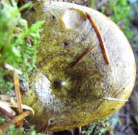 Cap of Lactarius turpis, the Ugly Milkcap