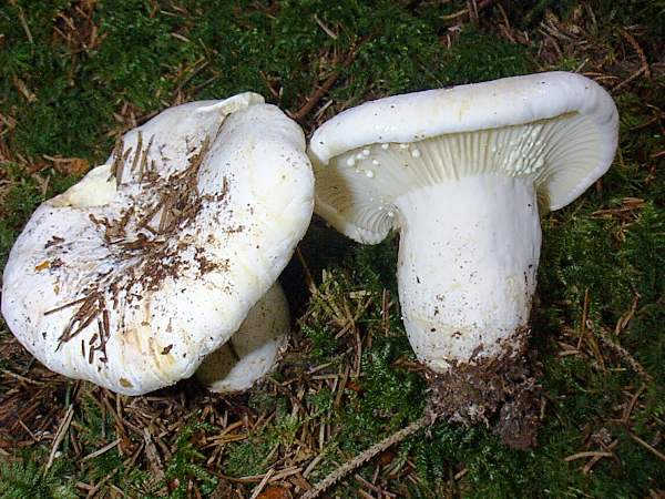 Lactarius vellereus . Fleecy Milkcaps, West Wales UK