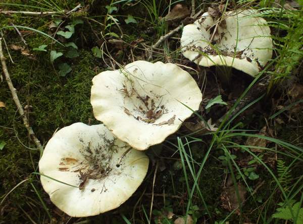 Lactarius vellereus . Fleecy Milkcaps, Wales UK