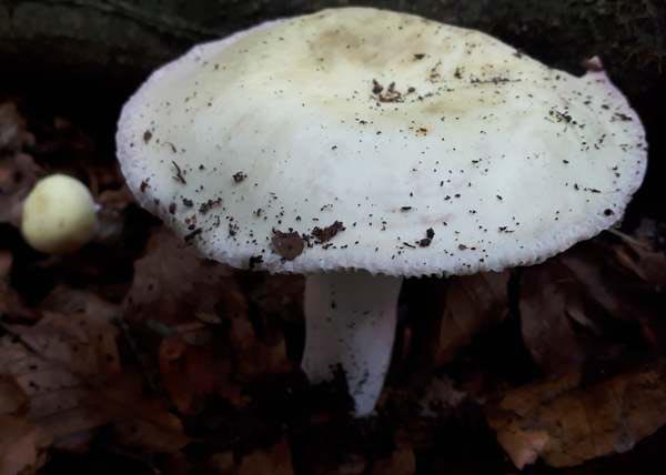 Pale Charcoal Burner mushrooms, Northern France