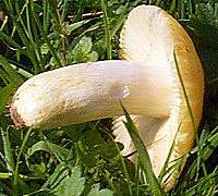 Gills and stem of Russula farinipes