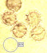 Spores of Russula grata