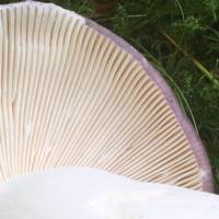 Gills of Russula ionochlora, Oilslick Brittlegill