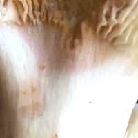 Stem of Russula ionochlora, Oilslick Brittlegill