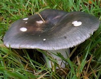 Russula parazurea