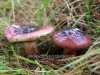 Russula sardonia, Primrose Brittlegill