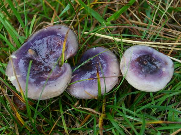 Russula sardonia - Primrose Brittlegill, with a violet hue