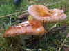 Russula vesca, The Flirt or Bare Teeth Brittlegill