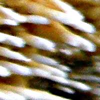 Closeup of fertile surface of Basidioradulum radula