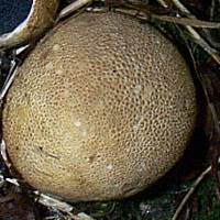 Scleroderma areolatum, Leopard Earthball, top view