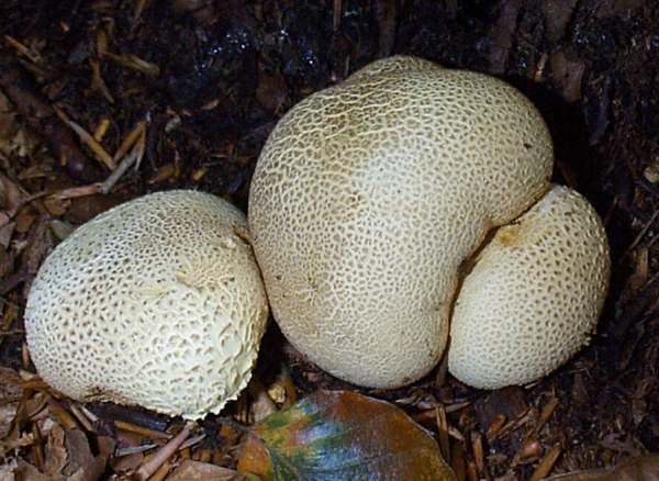 Scleroderma citrinum - Common Earthballs, in a woodland setting