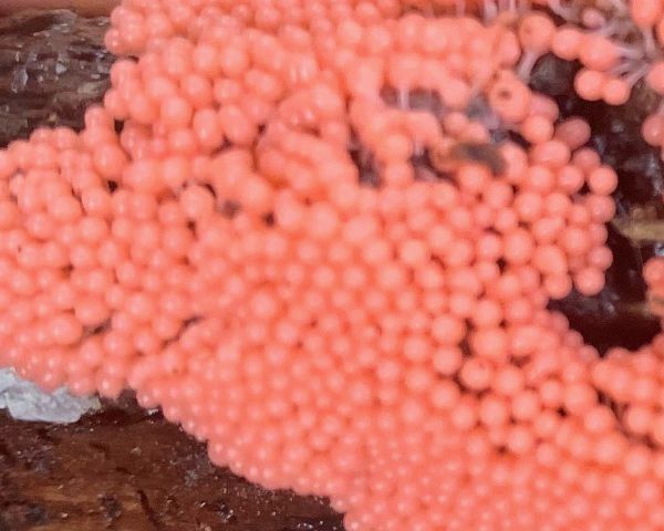 Arcyria ferruginea slime mould