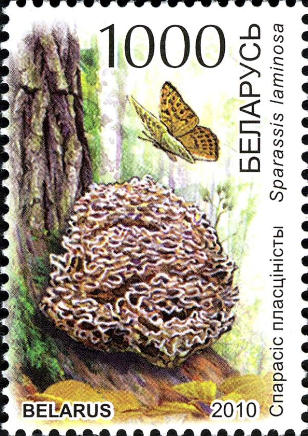 Sparassis spathulata featured on postage stamps, Belarus