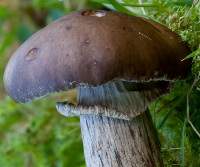 Cap of Cyclocybe erebia, copyright Dave Kelly