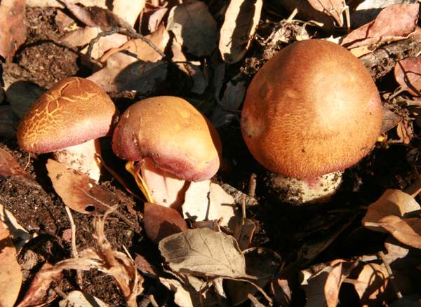 Gymnopilus dilepis, southern Portugal