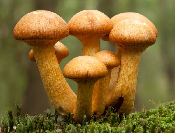Gymnopilus junonius - Spectacular Rustgill on a pine stump in the New Forest, England