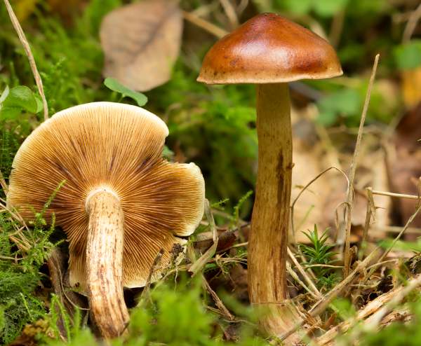 Gymnopilus penetrans - Common Rustgill, New Forest, southern England