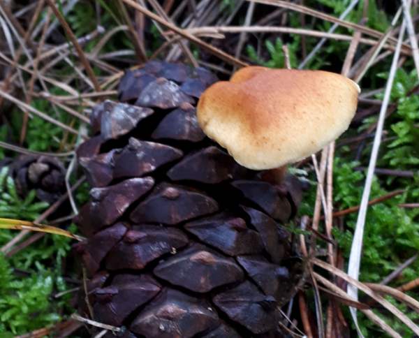 Gymnopilus penetrans growing on an old pine cone