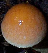 Cap of Hypholoma capnoides - Conifer Tuft 