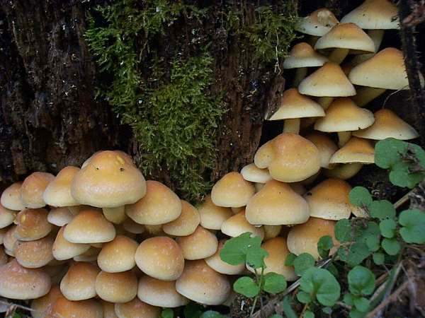 Sulphur Tufts on a well-rotted tree stump