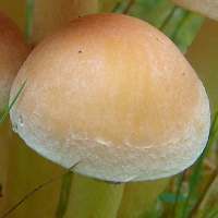 Cap of Hypholoma fasciculare