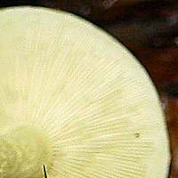Gills of Hypholoma fasciculare