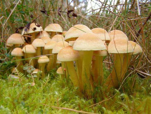 A group of Sulphur Tuft fungi grong from buried timber