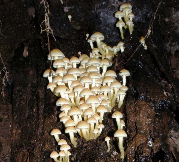 Sulphur Tuft fungi on conifer stump, Wales