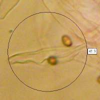 Cheilocystidia, Kuehneromyces mutabilis