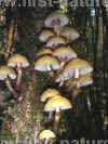 Wood Tuft fungi